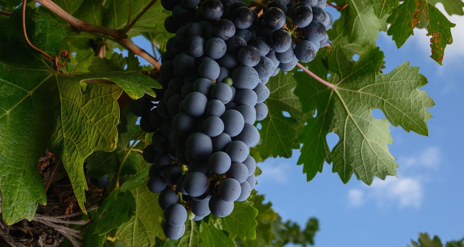 RACIMO UVA CON CIELO DE FONDO baja